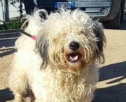 Hund in Vermittlung bei PfotenFreunde Sardinien e.V. - Chicco