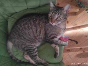 Katze in Vermittlung bei PfotenFreunde Sardinien e.V. - Ciccia