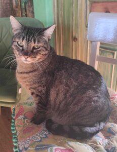 Katze in Vermittlung bei PfotenFreunde Sardinien e.V. - Ciccia