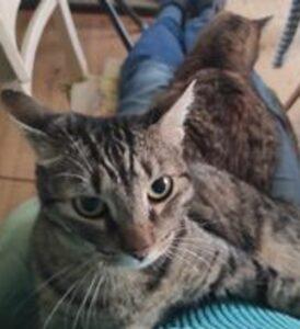 Katze in Vermittlung bei PfotenFreunde Sardinien e.V. - Ciccia