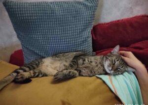 Katze in Vermittlung bei PfotenFreunde Sardinien e.V. - Ciccia