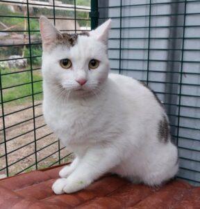 Katze in Vermittlung bei PfotenFreunde Sardinien e.V. - Ippolita