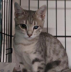 Katze in Vermittlung bei PfotenFreunde Sardinien e.V. - Lidia