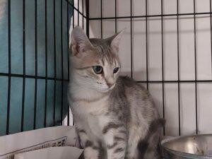 Katze in Vermittlung bei PfotenFreunde Sardinien e.V. - Lidia