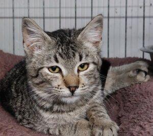 Katze in Vermittlung bei PfotenFreunde Sardinien e.V. - Tamoil