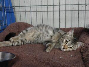 Katze in Vermittlung bei PfotenFreunde Sardinien e.V. - Tamoil