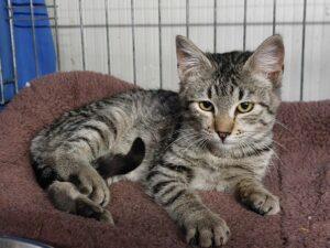 Katze in Vermittlung bei PfotenFreunde Sardinien e.V. - Tamoil