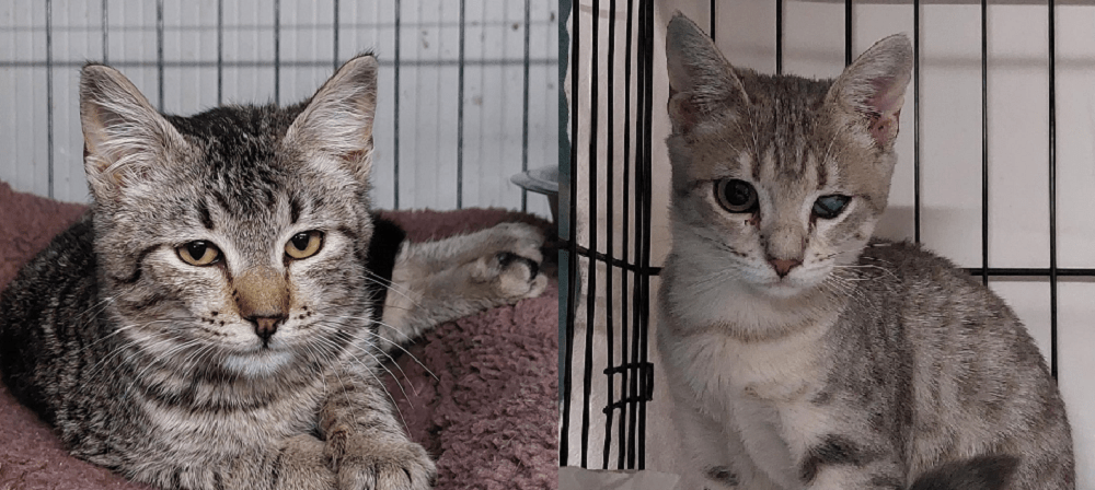Katze in Vermittlung bei PfotenFreunde Sardinien e.V. - Tamoil und Lidia