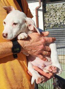 Hund in Vermittlung bei PfotenFreunde Sardinien e.V. - Thunder