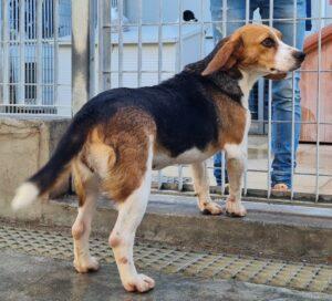 Hund in Vermittlung bei PfotenFreunde Sardinien e.V. - Bigolina