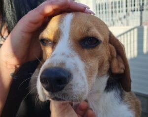 Hund in Vermittlung bei PfotenFreunde Sardinien e.V. - Bigolina