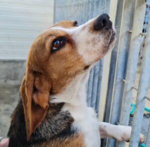 Hund in Vermittlung bei PfotenFreunde Sardinien e.V. - Bigolina