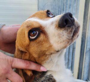 Hund in Vermittlung bei PfotenFreunde Sardinien e.V. - Bigolina