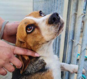 Hund in Vermittlung bei PfotenFreunde Sardinien e.V. - Bigolina