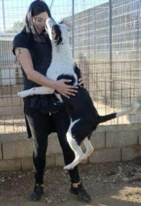 Hund in Vermittlung bei PfotenFreunde Sardinien e.V. - Cozza