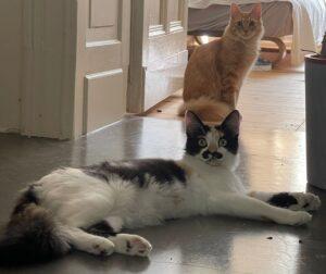 Emanuela ele neu 4.10