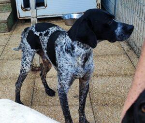 Hund in Vermittlung bei PfotenFreunde Sardinien e.V. - Luino