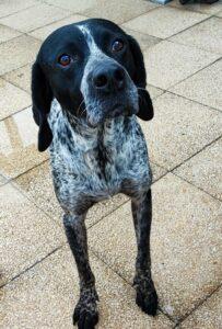 Hund in Vermittlung bei PfotenFreunde Sardinien e.V. - Luino