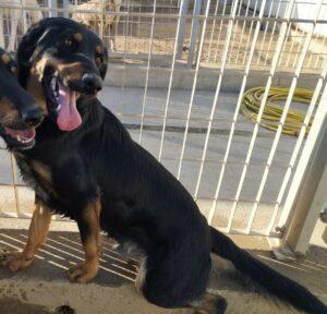 Hund in Vermittlung bei PfotenFreunde Sardinien e.V. - Malik