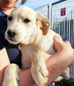 Hund in Vermittlung bei PfotenFreunde Sardinien e.V. - Max