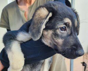 Hund in Vermittlung bei PfotenFreunde Sardinien e.V. - Mickey