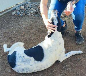 Hund in Vermittlung bei PfotenFreunde Sardinien e.V. - Nunzia