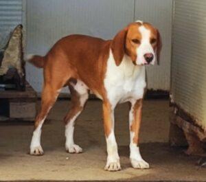 Hund in Vermittlung bei PfotenFreunde Sardinien e.V. - Orfeo