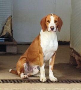 Hund in Vermittlung bei PfotenFreunde Sardinien e.V. - Orfeo