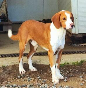Hund in Vermittlung bei PfotenFreunde Sardinien e.V. - Orfeo
