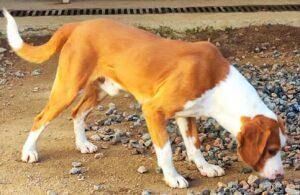 Hund in Vermittlung bei PfotenFreunde Sardinien e.V. - Orfeo