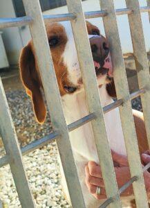 Hund in Vermittlung bei PfotenFreunde Sardinien e.V. - Orfeo
