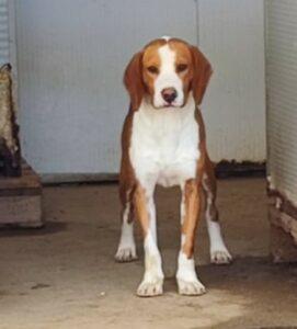 Hund in Vermittlung bei PfotenFreunde Sardinien e.V. - Orfeo