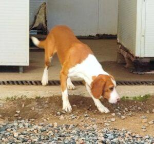 Hund in Vermittlung bei PfotenFreunde Sardinien e.V. - Orfeo
