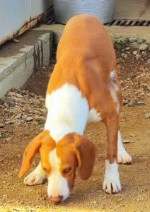 Hund in Vermittlung bei PfotenFreunde Sardinien e.V. - Orfeo