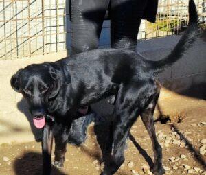 Hund in Vermittlung bei PfotenFreunde Sardinien e.V. - Panty