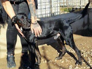 Hund in Vermittlung bei PfotenFreunde Sardinien e.V. - Panty