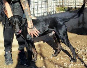 Hund in Vermittlung bei PfotenFreunde Sardinien e.V. - Panty