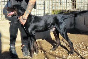Hund in Vermittlung bei PfotenFreunde Sardinien e.V. - Panty