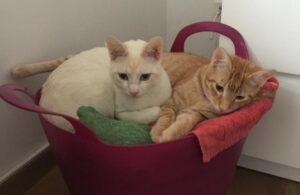 Red und Blanc Dez1