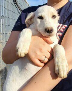 Hund in Vermittlung bei PfotenFreunde Sardinien e.V. - Sabrina