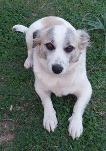 Hund in Vermittlung bei PfotenFreunde Sardinien e.V. - Sere