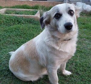 Hund in Vermittlung bei PfotenFreunde Sardinien e.V. - Sere