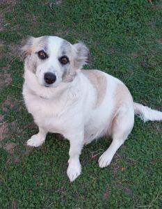 Hund in Vermittlung bei PfotenFreunde Sardinien e.V. - Sere
