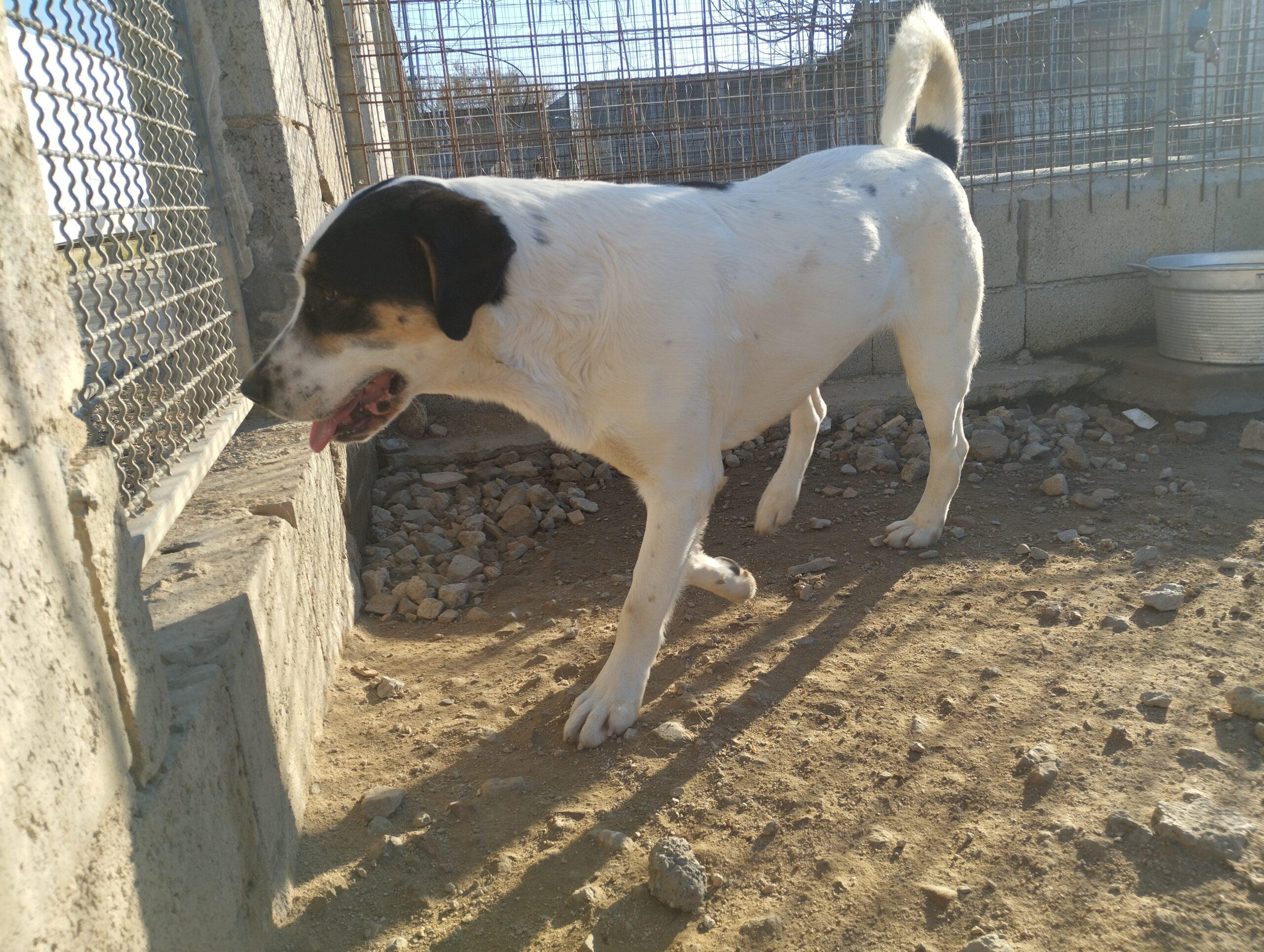 Hund in Vermittlung bei PfotenFreunde Sardinien e.V. - Solomon