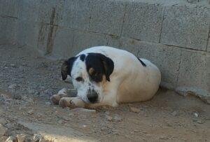 Hund in Vermittlung bei PfotenFreunde Sardinien e.V. - Solomon
