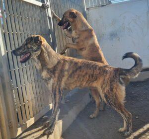 Tigre&Tigrotta2_01-23