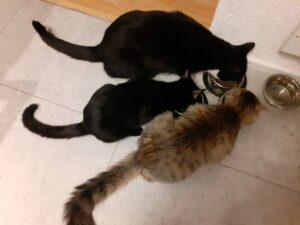 Titi und Tommy sozial