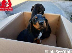 L-Welpen-LIDA1