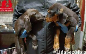 L-Welpen-LIDA2