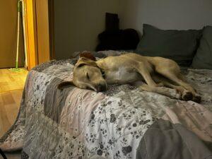 Sammy2_02-24_PS